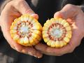Break a corncob in half and the number of kernels around will likely come out an even count. (Progressive Farmer image by Pamela Smith)