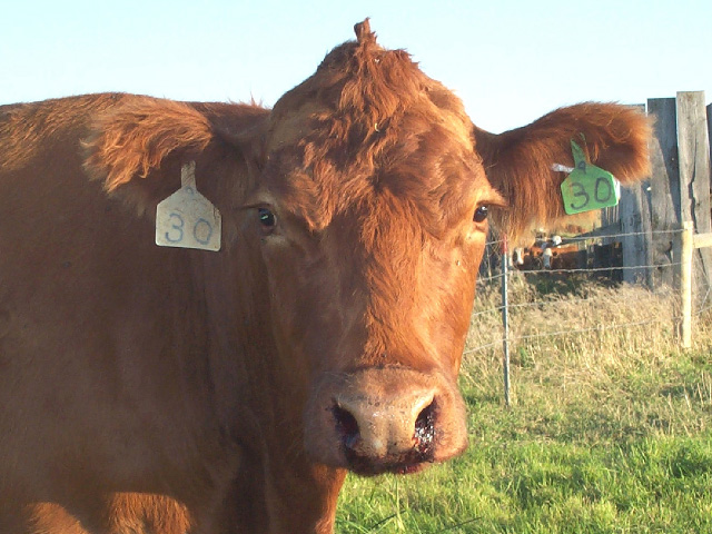 Anthrax Found in Livestock in ND, TX