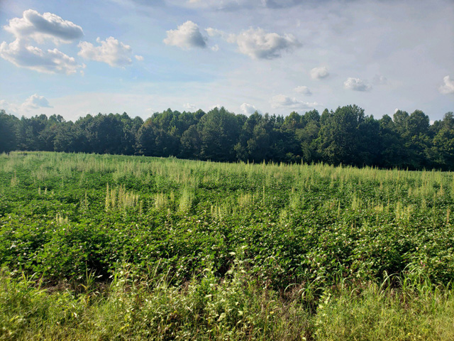 This Tennessee Xtend cotton field, filled with Palmer amaranth weed escapes, has become a more common sight in 2019 for University of Tennessee weed scientist Larry Steckel, who suspects dicamba resistance is occurring. (Photo courtesy Larry Steckel, UT)