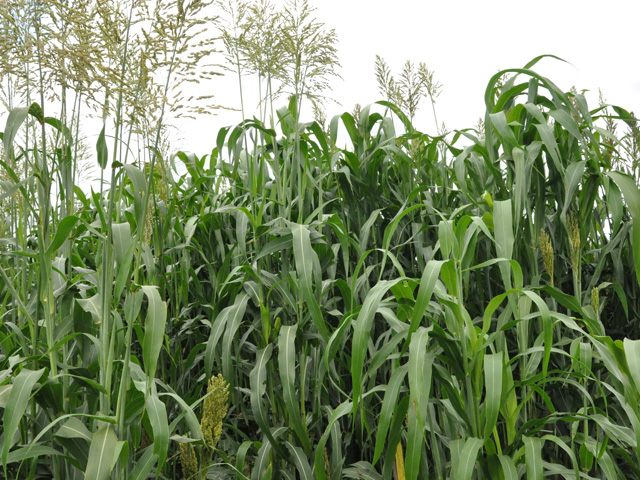 Forages such as this sorghum-sudangrass that farmers seeded on prevented planting acres this year can now be harvested. There are different ways this task can be accomplished. Which one you pick depends on your own farming operation, according to experts. (DTN photo by Chris Clayton)