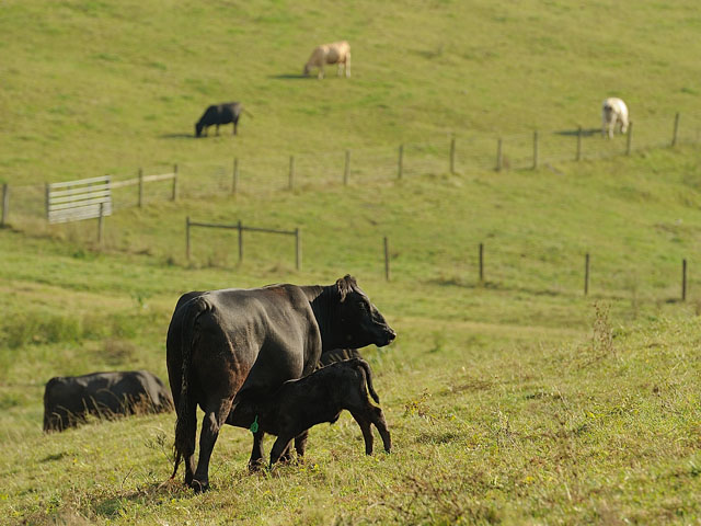Changes in USDA&#039;s livestock risk protection program extend coverage to all 50 states and offer higher subsidy levels than in the past. (DTN/Progressive Farmer photo by Jim Patrico)