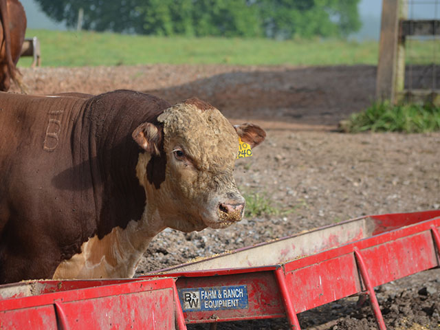 Depending on genetics, some calves a polled bull sires may develop horns or scurs. (DTN/Progressive Farmer photo by Victoria G. Myers)