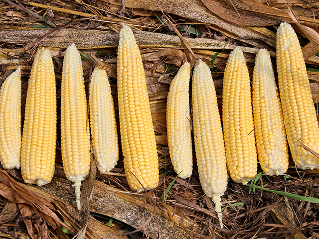 Variability is common in many corn fields this year, such as this sample from east-central Illinois, where these ears grew near each other in the same row. (Progressive Farmer image by Pamela Smith)