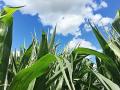(Progressive Farmer image by Pamela Smith)