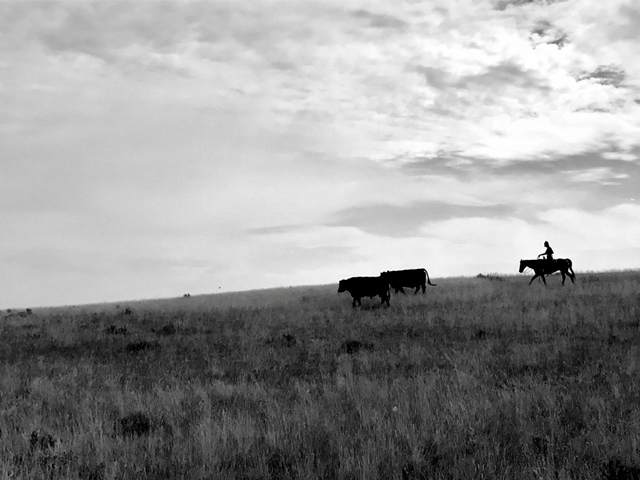 Pulling bulls from summer pasture in Red Lodge, Montana. (DTN photo by ShayLe Stewart)