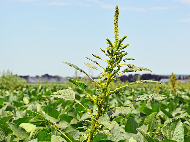 (Progressive Farmer image by Emily Unglesbee)