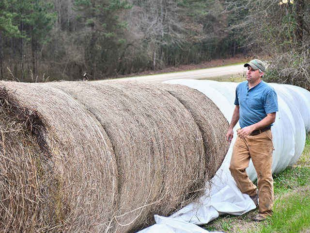 Baleage on the Phares farm is reserved for feeding heifers and lactating cows. Lower-quality hay is used to feed dry cows. (Progressive Farmer image by Becky Mills)