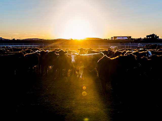 (Progressive Farmer image by Joel Reichenberger)