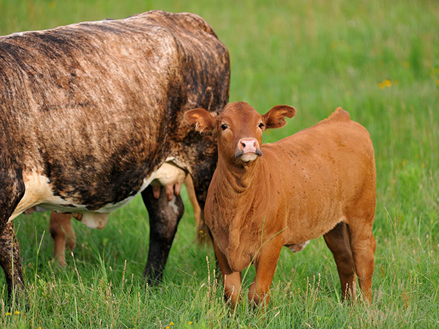 Pink eye is more than a costly disease to treat, it can lower the value of an animal in the marketplace. (DTN/Progressive Farmer photo by Jim Patrico)
