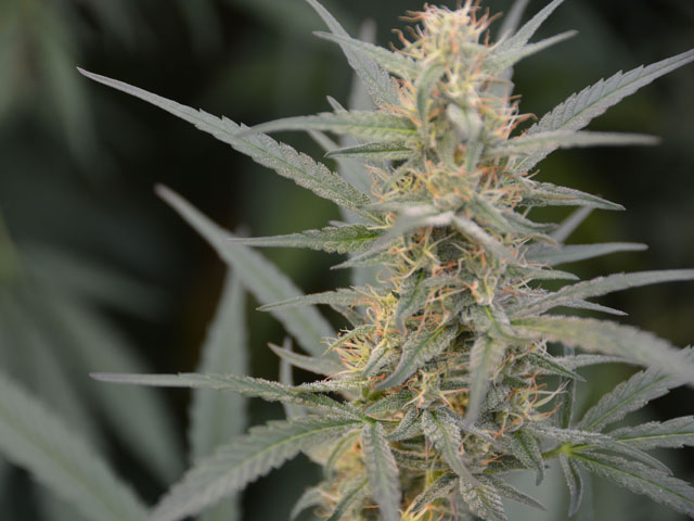 Hemp is a burgeoning cash crop for farmers but some states have been waiting for USDA rules before allowing their farmers to grow it because the crop looks and smells so similar to its cousin, marijuana. (DTN photo by Chris Clayton)
