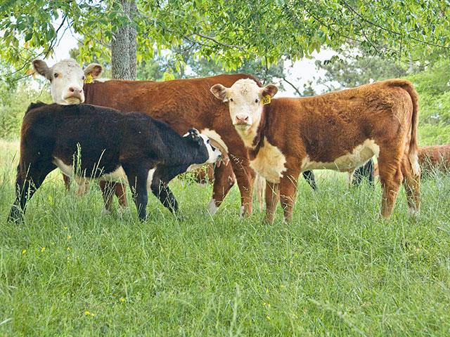 Reputable breeders generally step up to make things right if any animal they sell has an issue. (DTN/Progressive Farmer photo by Claire Vath)