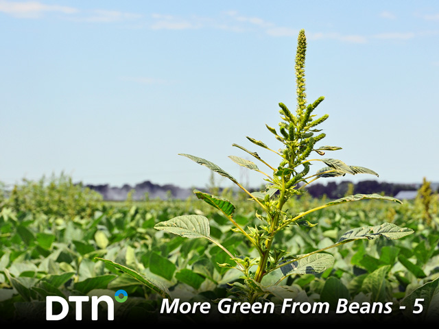 Since some herbicide-resistant weeds, such as waterhemp, can survive several different herbicide modes of action, farmers are searching other ways to keep their fields clean. (DTN/Progressive Farmer photo by Emily Unglesbee)