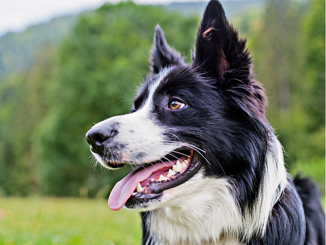 Always consult with a veterinarian before treating a dog, or cat, with medications intended for humans. An uninformed decision can be deadly in some cases. (Stock photo Getty Images)