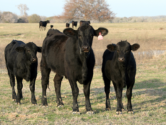 Possible cause of hair loss are many, but could be as simple as flies or gnats. (DTN/Progressive Farmer photo by Karl Wolfshohl)