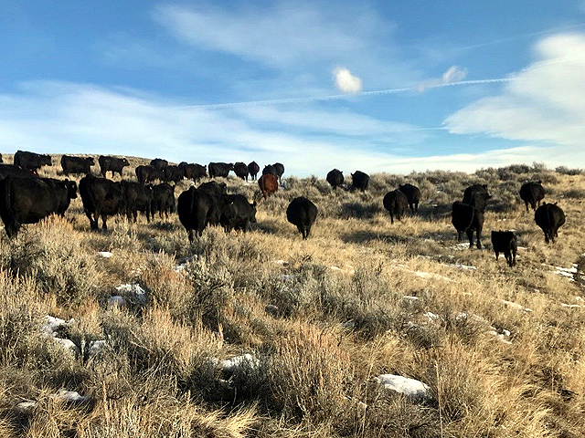The Trump administration has proposed changes to the National Environmental Policy Act that could help ranchers. (DTN photo by ShayLe Stewart)