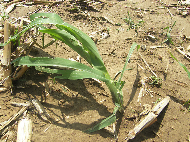Don't Assume Fungicides Are Necessary