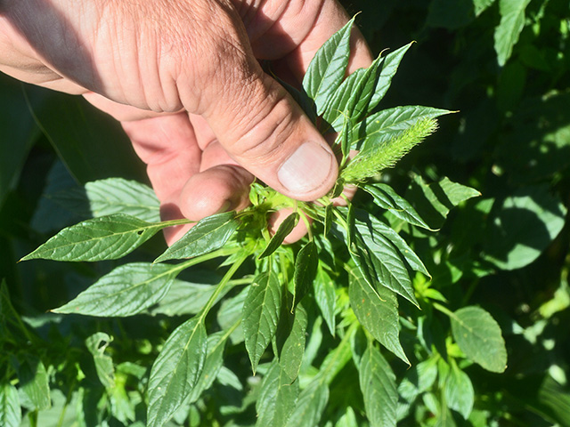 Adding Cover Crops To Your Arsenal Helps To Control Palmer Amaranth