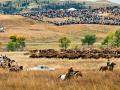 Nearly 20,000 enthusiastic visitors gathered for the 54th annual Governor&#039;s Buffalo Roundup in 2020. (Progressive Farmer image by Greg Lamp)