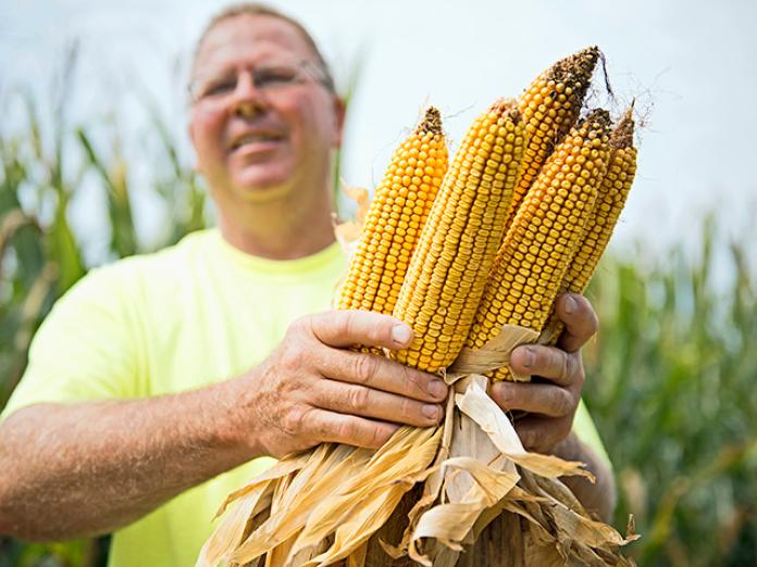 How Many Ears Of Corn In A Bushel Understanding The Bushel Aug