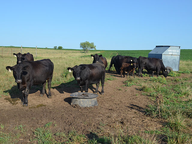 Nutritional deficiencies are just one possible reason for a stillborn calf. (Progressive Farmer image by Victoria G. Myers)