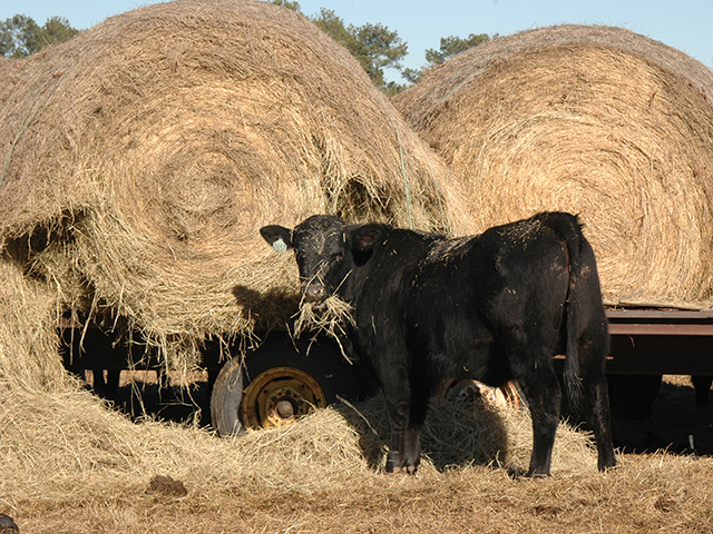 Know Your Wheat Hay Before Feeding Cattle