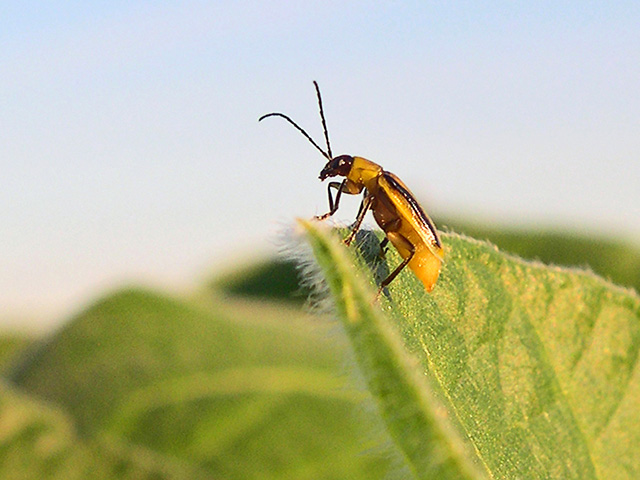 Western Corn Rootworm (Progressive Farmer image by Joseph L. Spencer, University of Illinois)