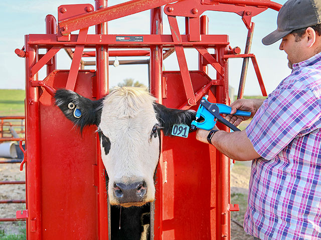 Tissue sampling units (TSUs) are the gold standard when it comes to collecting DNA samples on the farm today. (Photo courtesy Neogen)