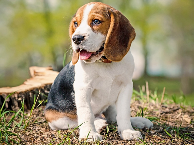 Many eye issues are correctable, but they are also heritable. (Stock photo from Getty Images)