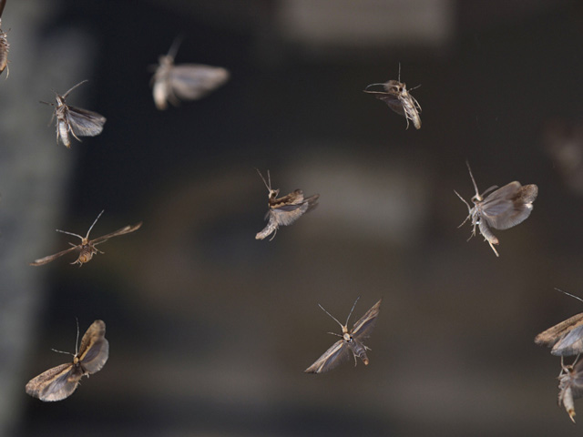 Scientists hope genetically modified (GM) diamondback moths might someday help control wild populations of this major agricultural pest of brassica crops. (Photo courtesy Oxitec) 