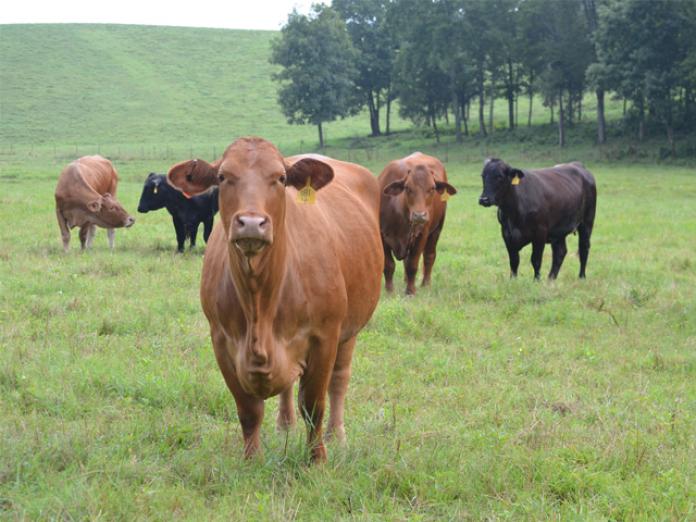 New Genetic Tool Helps Harness Heterosis