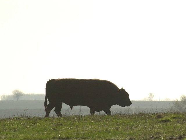 There are a few things to consider before feeding whole cottonseed to cattle. (Progressive Farmer image by Jim Patrico)