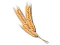 Wheat (Progressive Farmer image from Getty Images)