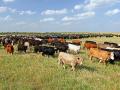 Emry Birdwell opens the gate, and the river of yearlings flows into new pasture. (Progressive Farmer image by Karl Wolfshohl)