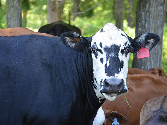 Cows, with a viable pregnancy, will still sometimes go into heat. Preg-check her to be sure of the status. (DTN/Progressive Farmer photo by Victoria G. Myers)