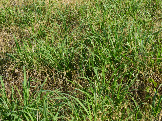 Seven weeks post DuraCor application, this plot shows desirable grasses are dominating, helping to create a forage base that can support more animals. (Photo by John Wallace)