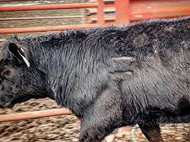 The missing steers and heifers are mostly black, and carry the Lazy 11 brand on their left shoulder. (Photo from TSCRA Facebook)