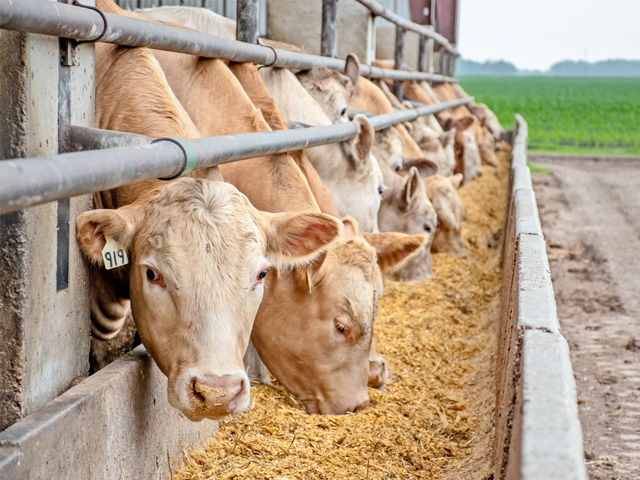 Cattle Feeding and Row Cropping Work Together