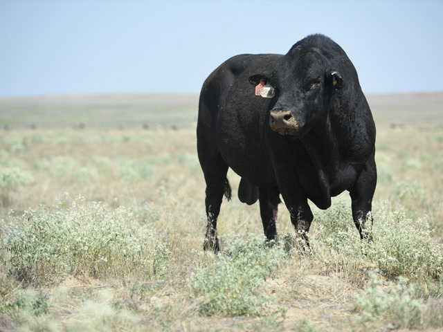 Heifers he didn&#039;t want bred yet, and a runaway bull, created problems for one reader. (Progressive Farmer photo by Joel Reichenberger)