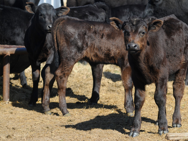 Pathogen resistance to some antibiotics is a concern, especially with respiratory illnesses. (DTN/Progressive Farmer photo by Gregg Hillyer)