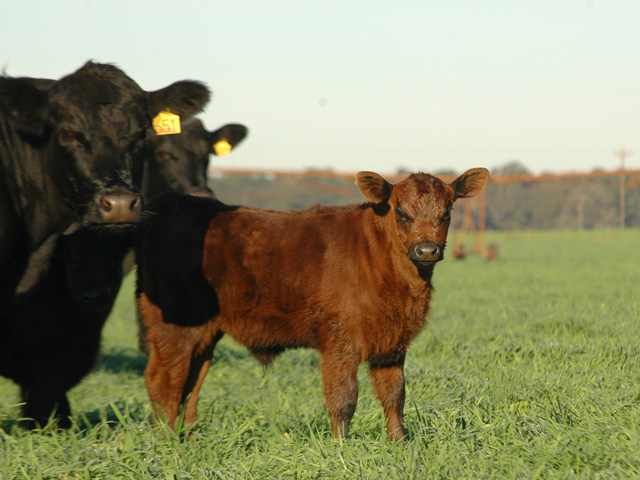 Earlier castration is easier on calves and producers, but it&#039;s important producers pick a bander they are comfortable with and know how to use.(Progressive Farmer photo by Becky Mills)
