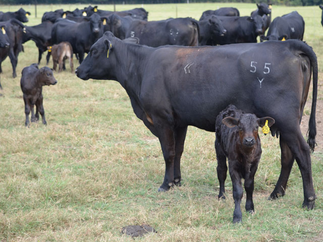 Conditional approval of Baytril 100-CA1 by the FDA for treatment of clinical cases of anaplasmosis, gives producers and veterinarians another option for control and management of this blood-borne disease. (PF photos by Dan Miller)