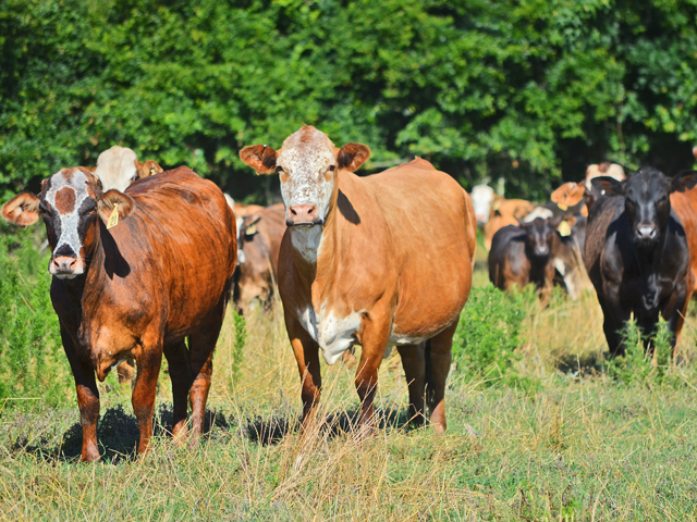 Uterine health in a cow herd is complex. Let the herd veterinarian make the call about treatments like infusions. (PF photos by Victoria G. Myers)