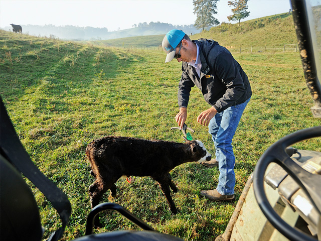 To evaluate cow efficiency be sure to pair calf with dam and track weaning weights. (PF photo by Becky Mills)