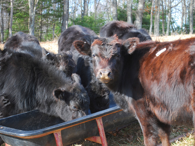 Early projections are knocking more than 10% off steer prices for the year, and 9% off pork. (PF file photo)