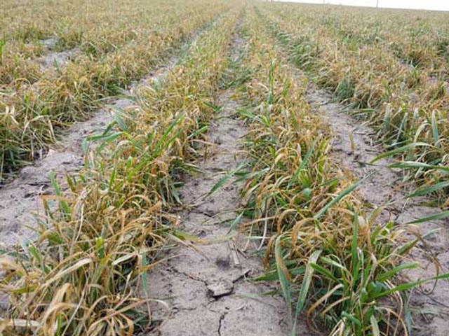 This wheat field in northwest Kansas shows severe injury to the plants' stems and leaves from a period of subfreezing temperatures in mid-April. (Photo courtesy of Erick DeWolf, Kansas State Research and Extension) 