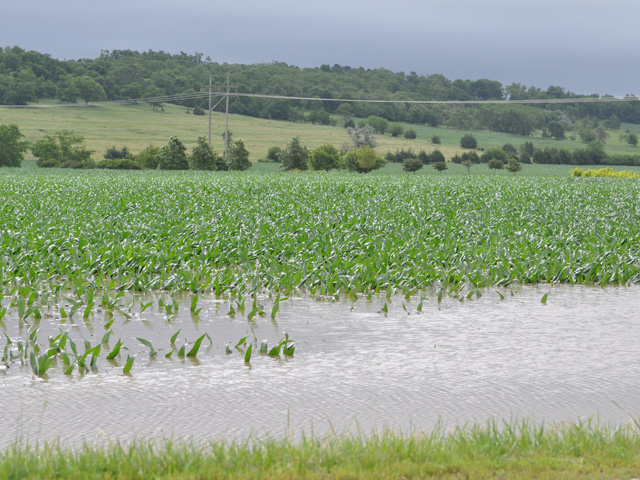 USDA will release its next World Agricultural Supply and Demand estimates on Friday, July 10, at 11 a.m. CDT. The report is expected to incorporate the latest grain stocks and acreage data as well as the rainy change in weather pattern. (DTN file photo by Russ Quinn)