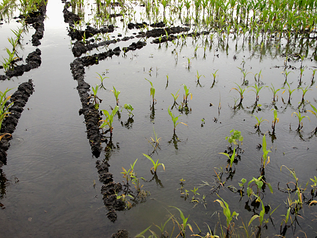 Scouting stands will be essential after widespread flooding and cold in the Midwest this spring. (DTN photo by Scott R Kemper)