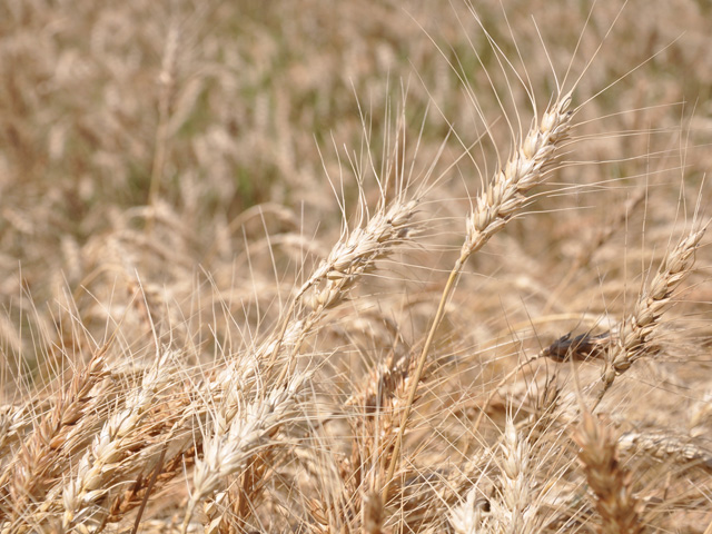 Another low-protein winter wheat harvest spells trouble for flour mills this year. (DTN file photo by Katie Dehlinger)