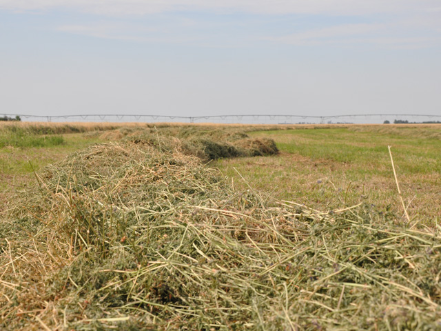 The recent extreme heat spell is putting stress on alfalfa -- especially dryland stands -- growing in already-arid regions such as western South Dakota. (DTN file photo) 