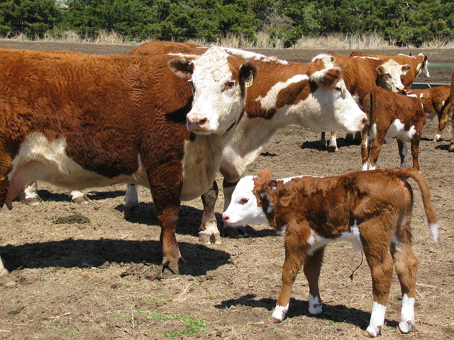 Cow Calf Producers Head Into Their Overtime Season